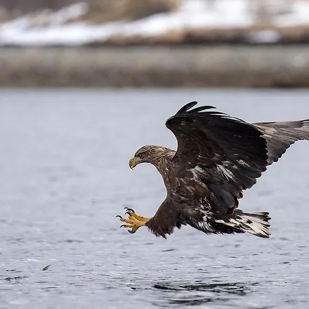 Captains Small House * Hamneide